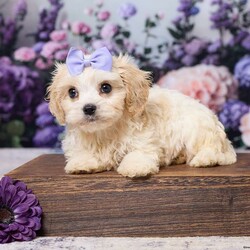 Ava/Cavachon									Puppy/Female	/8 Weeks