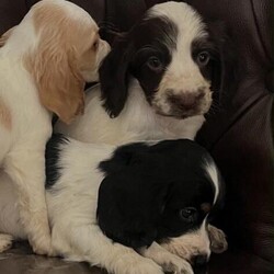 Adopt a dog:I have 5 beautiful cock spaniel for sale/Cocker Spaniel/Female/Sex: Mixed Litter,have 5 beautiful cock spaniel for sale Good with other kids and pets mum and dad family pets so playful and full of love looking for there forever loving home base in Barnsley/Wakefield area