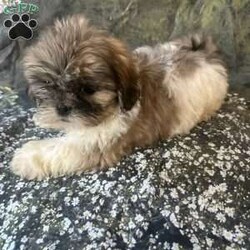 Bella/Shih Tzu									Puppy/Female	/10 Weeks, Meet Bella Bella is a tiny, adorable brown-and-white baby girl with the cutest little face! She may be small, but she has a sweet personality that will steal your heart. She has a beautiful fluffy coat, big bright eyes, and an irresistible teddy-bear look. Bella loves attention, cuddles, and playing. She would make the perfect little companion for a loving family. Girl Puppy Brown & White Tiny & Adorable Sweet & Playful Looking for her forever home Bella is a little bundle of cuteness!