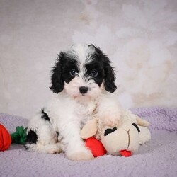 casey/Cavapoo									Puppy/Male	/7 Weeks,Areyou looking for an awesome puppy ? This one would love to be your buddy !! Bred to bring jot and love to your life !!