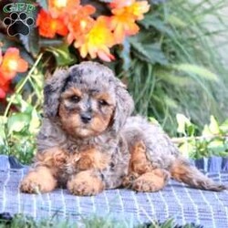Sugar/Miniature Poodle									Puppy/Female	/9 Weeks,Meet Sugar! This beautiful Mini Poodle puppy is vet checked & up to date on shots & wormer, plus comes with a health guarantee provided by the breeder! Sugar is well socialized & can’t wait to join in on all the fun at your place!