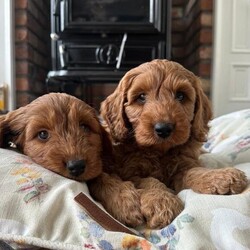 Adopt a dog:F1 Fox Red cockapoo pups /Cockapoo/Female/Sex: Mixed Litter,Dad a registered miniature poodle and mum a registered cocker spaniel. Both are family pets and can be seen when viewing the pups. All pups will be health vet checked,microchipped, fleed and wormed before going to their new homes.