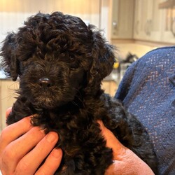 Adopt a dog:Beautiful Lhasapoo x poodle female puppy for sale /Lhasapoo/Female/Sex: Female,One little Black and Tan girl left due to a cancellation. Born 20 June 2026 and will be ready to leave from 28 August when 10 weeks old. She has been vet checked, microchipped and had her first vaccination. Calm loving temperament, non moulting, she will make a perfect companion. She is part of a litter of five and has two brothers and two sisters. The puppies have been reared in my home and live with their mother, grandmother and great grandmother. They are well socialised, meeting lots of people and visiting dogs and are used to the normal household noises.