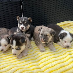Pomsky puppy’s/Pomsky/Female/Sex: Female,I have 6 female pomsky puppy’s looking for there forever homes they all have playful spirits and a loving nature pomskys are fun smart and full of energy they are very loyal and form strong bonds with there human family’s there mum is our husky Bella 3 sable and white 1 black grey with white markings 1 chocolate with white markings 