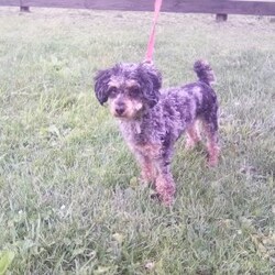 Brodie/Maltipoo									Puppy/Male	/10 Weeks,Hi, my name is Brodie! I am an adorable F1 Maltipoo puppy who was born on June 15, 2026. I am a sweet, playful little boy with a loving personality and a happy, friendly nature. I have been well socialized and love spending time with people. Whether I’m playing with my favorite toys, exploring my surroundings, getting lots of attention, or curling up for some cuddles, I’m happiest when I’m with my people!
