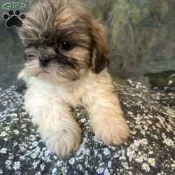 Bella/Shih Tzu									Puppy/Female	/10 Weeks, Meet Bella Bella is a tiny, adorable brown-and-white baby girl with the cutest little face! She may be small, but she has a sweet personality that will steal your heart. She has a beautiful fluffy coat, big bright eyes, and an irresistible teddy-bear look. Bella loves attention, cuddles, and playing. She would make the perfect little companion for a loving family. Girl Puppy Brown & White Tiny & Adorable Sweet & Playful Looking for her forever home Bella is a little bundle of cuteness!