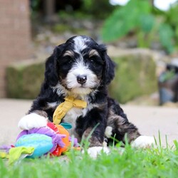 Dr. Pepper/Mini Bernedoodle									Puppy/Male	/7 Weeks,Meet Dr. Pepper, a handsome F1 Mini Bernedoodle with a sweet personality and a wonderful combination of his parents’ traits. He is playful, affectionate, and loves spending time with people, making him a great companion for a family looking for a loving and loyal addition.