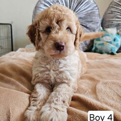 Adopt a dog:Outstanding Cavapoo Puppies /Cavapoo/Female/Sex: Mixed Litter,Outstanding Cavapoo Puppies – Raised with Love & Well Socialised
