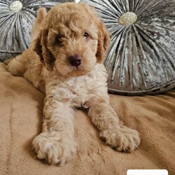 Adopt a dog:Outstanding Cavapoo Puppies /Cavapoo/Female/Sex: Mixed Litter,Outstanding Cavapoo Puppies – Raised with Love & Well Socialised