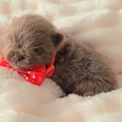 Adopt a dog:Beautiful Pomeranian puppies /Pomeranian/Female/Sex: Mixed Litter,Our little girl Issey has given birth to 6 stunning little babies. All puppies can be seen with mum. They will leave with small bag of puppy food. All Pups will be microchipped, vaccinations up to date, vet checked, wormed, KC registered and 5wks KC insurance.