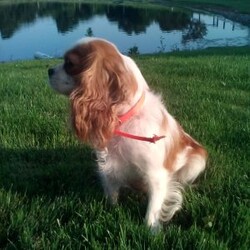 Mickey/Cavapoo									Puppy/Male	/7 Weeks,Meet Mickey; I am an energetic Cavapoo puppy waiting to give you puppy kisses. I am up to date on all wormers and vaccines, if interested in getting to know me more. Call or text the breeder.