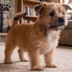 Molly/Morkie / Yorktese									Puppy/Female	/8 Weeks,Are you looking for an awesome puppy ? This one love to be your buddy !! Bred to bring joy and love to your life !!