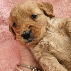 Adopt a dog:Smallest Mini Goldendoodle BOY READY TO GO!/Goldendoodle/Female/Sex: Mixed Litter,We are down to our last puppy Teddy he is doing great with toileting and goes through the night in his crate without any accidents and rarely has any accidents during the day, he still needs reminding as he's only a puppy but doing brilliantly considering his age