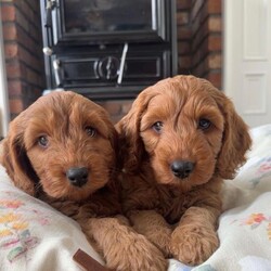 Adopt a dog:F1 Fox Red cockapoo pups /Cockapoo/Female/Sex: Mixed Litter,Dad a registered miniature poodle and mum a registered cocker spaniel. Both are family pets and can be seen when viewing the pups. All pups will be health vet checked,microchipped, fleed and wormed before going to their new homes.