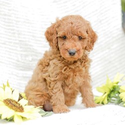 Levi F1BB/Mini Goldendoodle									Puppy/Male	/8 Weeks