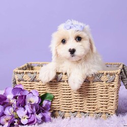 Issy/Maltipoo									Puppy/Female	/9 Weeks,Issy is an adorable Maltipoo puppy with a sweet personality and plenty of love to give! She has been vet-checked and is up to date on all her shots and vaccinations. Issy is happy, healthy, and ready to find her forever home. She can’t wait to meet her new family and become their newest little companion!