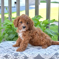 Honey/Cavapoo									Puppy/Female	/June 28th, 2026,The pretty Cavapoo puppy loves to play and will be your favorite sidekick! Honey is sweet as can be! This lovely little girl is socialized and being raised by a family with children. Honey is ready to meet you! This cutie comes home with a 30 day health guarantee as well as an extended genetic health guarantee, both provided by the breeder. Honey has also been seen by a vet and is up to date on shots and de-wormer.