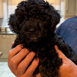 Adopt a dog:Beautiful Lhasapoo x poodle female puppy for sale /Lhasapoo/Female/Sex: Female,One little Black and Tan girl left due to a cancellation. Born 20 June 2026 and will be ready to leave from 28 August when 10 weeks old. She has been vet checked, microchipped and had her first vaccination. Calm loving temperament, non moulting, she will make a perfect companion. She is part of a litter of five and has two brothers and two sisters. The puppies have been reared in my home and live with their mother, grandmother and great grandmother. They are well socialised, meeting lots of people and visiting dogs and are used to the normal household noises.