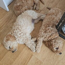 Adopt a dog:Smallest Mini Goldendoodle BOY READY TO GO!/Goldendoodle/Female/Sex: Mixed Litter,We are down to our last puppy Teddy he is doing great with toileting and goes through the night in his crate without any accidents and rarely has any accidents during the day, he still needs reminding as he's only a puppy but doing brilliantly considering his age