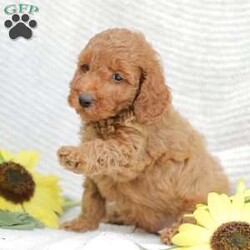 Levi F1BB/Mini Goldendoodle									Puppy/Male	/8 Weeks,Meet our adorable and cuddly Mini Golden Doodles! They are well loved by my family and get lots of dedicated attention daily! 