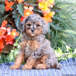 Sugar/Miniature Poodle									Puppy/Female	/9 Weeks