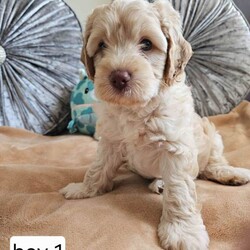 Adopt a dog:Outstanding Cavapoo Puppies /Cavapoo/Female/Sex: Mixed Litter,Outstanding Cavapoo Puppies – Raised with Love & Well Socialised
