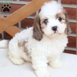 Jackson/Cavachon									Puppy/Male	/June 27th, 2026,Jackson is one of four in his litter, with an approximate adult weight of 12 to 18 pounds .
