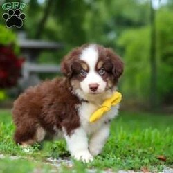 Kai/Miniature Australian Shepherd									Puppy/Male	/7 Weeks,Meet Kai. He is a sweet, playful AKC Mini Australian Shepherd with a friendly personality. He’s curious, loves to explore, and enjoys being around people. He has a fun, easygoing personality and would make a great companion for a family or anyone looking for a loyal and active puppy.