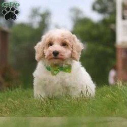 Benji/Bich-Poo									Puppy/Male	/10 Weeks,Hi! My name is Benji, and I am a very cute Bichapoo puppy with a sweet personality and a heart full of love! I love playing, exploring new things, and getting lots of attention and cuddles. I have a soft, fluffy coat, an adorable face, and a playful little personality that makes every day more fun. I’m always ready for a new adventure, but I’m just as happy snuggling up and enjoying some quiet time. I can’t wait to find my forever family and fill their home with lots of puppy love, laughter, and happy memories!