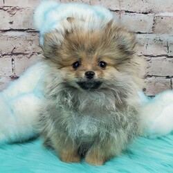 Adopt a dog:Willow/Pomeranian/Female/,Hi, I'm Willow! I'm an 11-week-old female Pomeranian with a beautiful orange sable coat, born on June 6. I'll be ready to go home to my forever family after August 23, once I'm grown enough to leave my litter. When I reach my adult size, I should weigh between 4–9 lbs. I'm AKC registered. I'm dreaming of belly rubs and cozy snuggles with you.