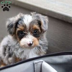Rave/Yorkie Poo									Puppy/Male	/8 Weeks,Meet the sweetest little Yorkiepoo puppy, Rave! He’s a tiny bundle of love with a big personality. Playful and curious, he loves to explore his surroundings, chase after toys, and hang out with his favorite people. Whether he’s showing off his adorable puppy zoomies or snuggling up for a good nap, he will bring endless joy to your home. While Yorkies are known for their bold, confident, and outgoing personalities, Poodles are often known for their intelligence, affectionate nature, and eagerness to please. Together, they create the perfect Yorkiepoo—a delightful blend of playful energy, loyalty, and loving companionship