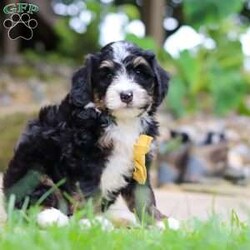 Dr. Pepper/Mini Bernedoodle									Puppy/Male	/7 Weeks,Meet Dr. Pepper, a handsome F1 Mini Bernedoodle with a sweet personality and a wonderful combination of his parents’ traits. He is playful, affectionate, and loves spending time with people, making him a great companion for a family looking for a loving and loyal addition.