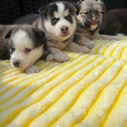 Pomsky puppy’s/Pomsky/Female/Sex: Female,I have 6 female pomsky puppy’s looking for there forever homes they all have playful spirits and a loving nature pomskys are fun smart and full of energy they are very loyal and form strong bonds with there human family’s there mum is our husky Bella 3 sable and white 1 black grey with white markings 1 chocolate with white markings 