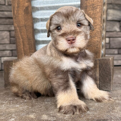 Maverick/Miniature Schnauzer/Female/