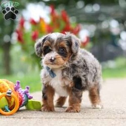 Rave/Yorkie Poo									Puppy/Male	/8 Weeks,Meet the sweetest little Yorkiepoo puppy, Rave! He’s a tiny bundle of love with a big personality. Playful and curious, he loves to explore his surroundings, chase after toys, and hang out with his favorite people. Whether he’s showing off his adorable puppy zoomies or snuggling up for a good nap, he will bring endless joy to your home. While Yorkies are known for their bold, confident, and outgoing personalities, Poodles are often known for their intelligence, affectionate nature, and eagerness to please. Together, they create the perfect Yorkiepoo—a delightful blend of playful energy, loyalty, and loving companionship