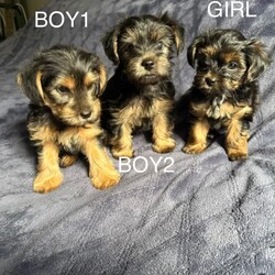 3 Beautiful Yorkshire Terrier for sale/Yorkshire Terrier/Female/Sex: Mixed Litter,Here we have 3 Yorkshire Terrier Puppies looking for a loving home.
