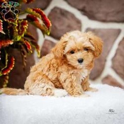 Darlene/Maltipoo									Puppy/Female	/June 15th, 2026,This sweet, cuddly and extremely loveable puppy is ready to bring love and happiness to your home! Call to schedule a visit or reserve yours today.
