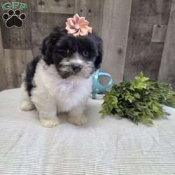Sheri/Teddy Bear									Puppy/Female	/8 Weeks,Say Hello to Sheri she is a sweet Teddybear who loves to cuddle and play! Sheri will make a loyal companion as the breed is known for that. She has been vet checked and up to date with her vaccinations and dewormer plus comes with a health guarantee. Call or message to today to make her forever yours! Estimated adult weight 12-15lbs. License #4185
