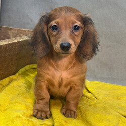 Adopt a dog:Dino/Dachshund/Female/,Hi, I'm Dino! I'm a 12-week-old female Dachshund with a beautiful red coat, born on June 1. I am ready now to plan my trip to my forever family. I'm AKC registered. Your lap looks like the perfect spot for my puppy naps.