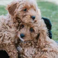 F1 Miniature Cavapoo Puppies For Sale/Cavapoo/Female/Sex: Mixed Litter,ONLY BLACK BOY LEFT. 2 red girls, 1 black boy, 1 grey boy and 1 red boy F1 Cavapoo puppies for sale. 