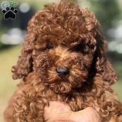 Red/Mini Goldendoodle									Puppy/Male	/8 Weeks,Come on out and meet our friendly baby boy Red! He is eagerly waiting to meet his new family! Mother is a Mini Goldendoodle (15lbs), and dad is also a mini goldendoodle (17lbs). He is super healthy, have this up to date vaccination and deworming, Vet papers will be included!