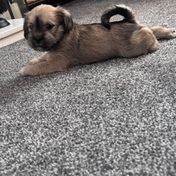 Adopt a dog:Schapso puppy /Lhasa Apso/Female/Sex: Female,I have a beautiful female Schapso puppy left, born on 11/07/26, looking for her forever home.