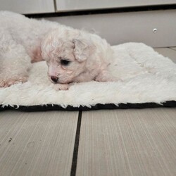 Adopt a dog:Pure pedigree male bichon friese/Bichon Frise/Female/Sex: Male,Pure pedigree male puppy available for sale to be taken to their forever home. Mum and dad are also with me. Kennel club registered. Healthy boy. Will be vaccinated and microchips, health checked and deformed and deflead. 4 weeks old. Will be ready at 8 weeks.