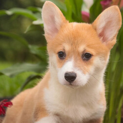 Mary/Pembroke Welsh Corgi/Female/