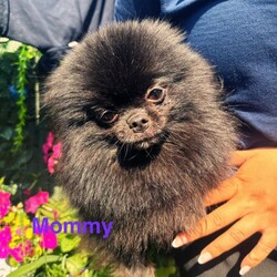 Pomeranian Puppies  /Pomeranian/Female/Sex: Mixed Litter,Meet the gorgeous Pomeranian puppies! There is 3 beautiful boys, mom is a black little Russian lady and dad is a pure White Russian boy. They are raised around small children and are such a delight, very loving and just an absolute dream to have. They are all trained with puppy pads and have been microchipped, warmed and flea treated also have had first injections. They are now looking for there forever home and would make a tremendous addition to your family, such cute fluffy little bundles of joy. Feel free too message me I am available day and night. Ready too leave 