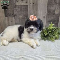 Sheri/Teddy Bear									Puppy/Female	/8 Weeks,Say Hello to Sheri she is a sweet Teddybear who loves to cuddle and play! Sheri will make a loyal companion as the breed is known for that. She has been vet checked and up to date with her vaccinations and dewormer plus comes with a health guarantee. Call or message to today to make her forever yours! Estimated adult weight 12-15lbs. License #4185