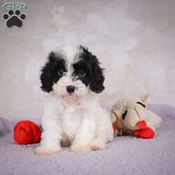 casey/Cavapoo									Puppy/Male	/7 Weeks,Areyou looking for an awesome puppy ? This one would love to be your buddy !! Bred to bring jot and love to your life !!