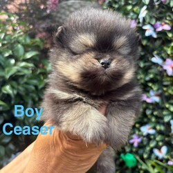 Pomeranian Puppies  /Pomeranian/Female/Sex: Mixed Litter,Meet the gorgeous Pomeranian puppies! There is 3 beautiful boys, mom is a black little Russian lady and dad is a pure White Russian boy. They are raised around small children and are such a delight, very loving and just an absolute dream to have. They are all trained with puppy pads and have been microchipped, warmed and flea treated also have had first injections. They are now looking for there forever home and would make a tremendous addition to your family, such cute fluffy little bundles of joy. Feel free too message me I am available day and night. Ready too leave 
