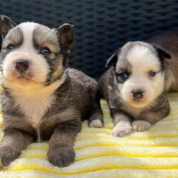 Pomsky puppy’s/Pomsky/Female/Sex: Female,I have 6 female pomsky puppy’s looking for there forever homes they all have playful spirits and a loving nature pomskys are fun smart and full of energy they are very loyal and form strong bonds with there human family’s there mum is our husky Bella 3 sable and white 1 black grey with white markings 1 chocolate with white markings 