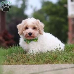 Benji/Bich-Poo									Puppy/Male	/10 Weeks,Hi! My name is Benji, and I am a very cute Bichapoo puppy with a sweet personality and a heart full of love! I love playing, exploring new things, and getting lots of attention and cuddles. I have a soft, fluffy coat, an adorable face, and a playful little personality that makes every day more fun. I’m always ready for a new adventure, but I’m just as happy snuggling up and enjoying some quiet time. I can’t wait to find my forever family and fill their home with lots of puppy love, laughter, and happy memories!